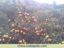 南豐蜜桔 橘香千年，甜蜜一方